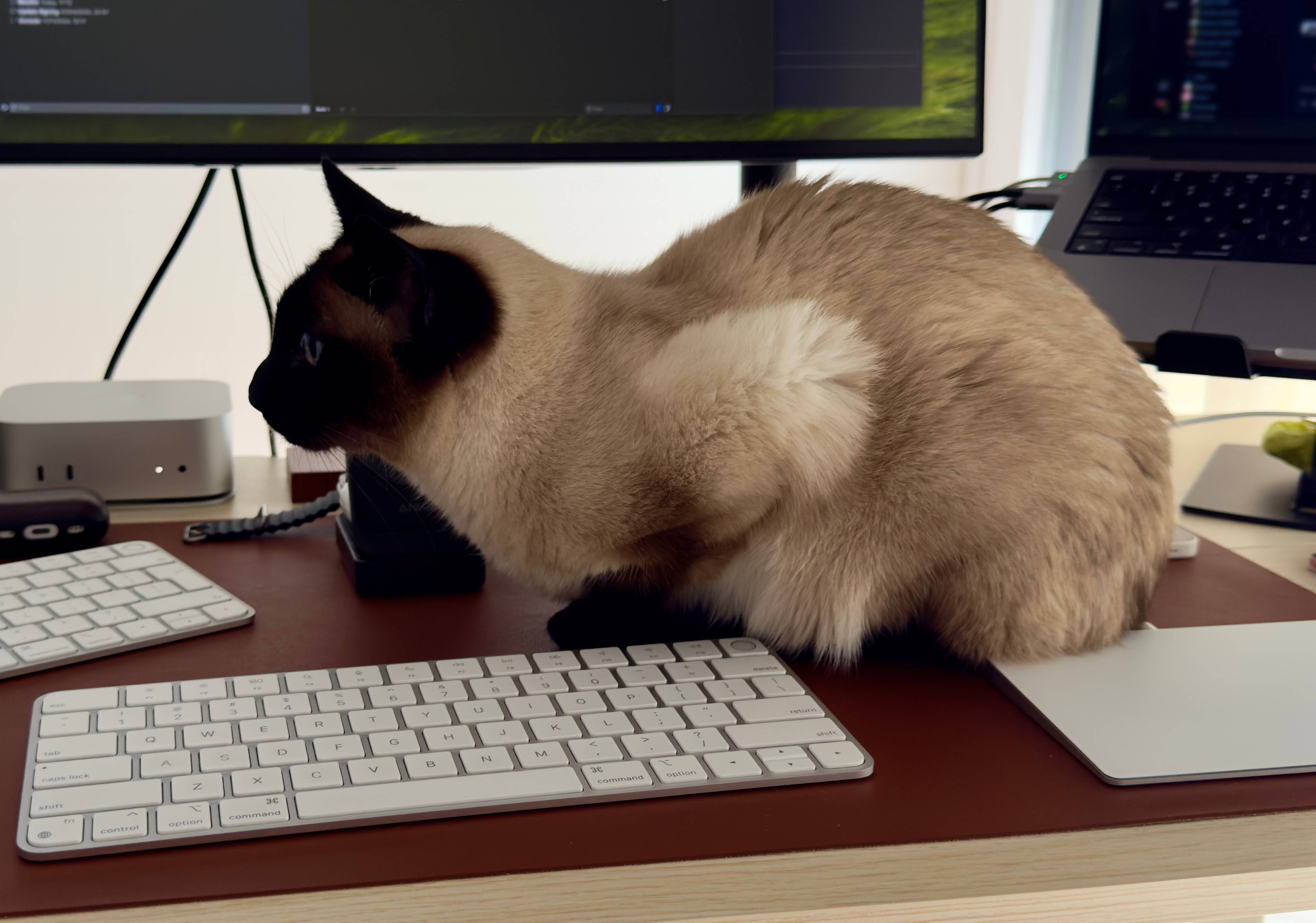 A Cat not on a keyboard